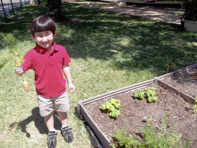 Child holding a carrot next to a garden bed