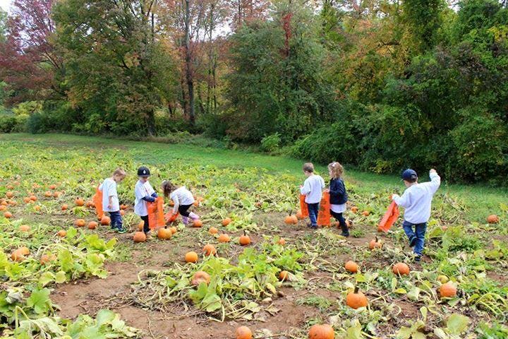 Children picking pumpkins in a pumpkin patch