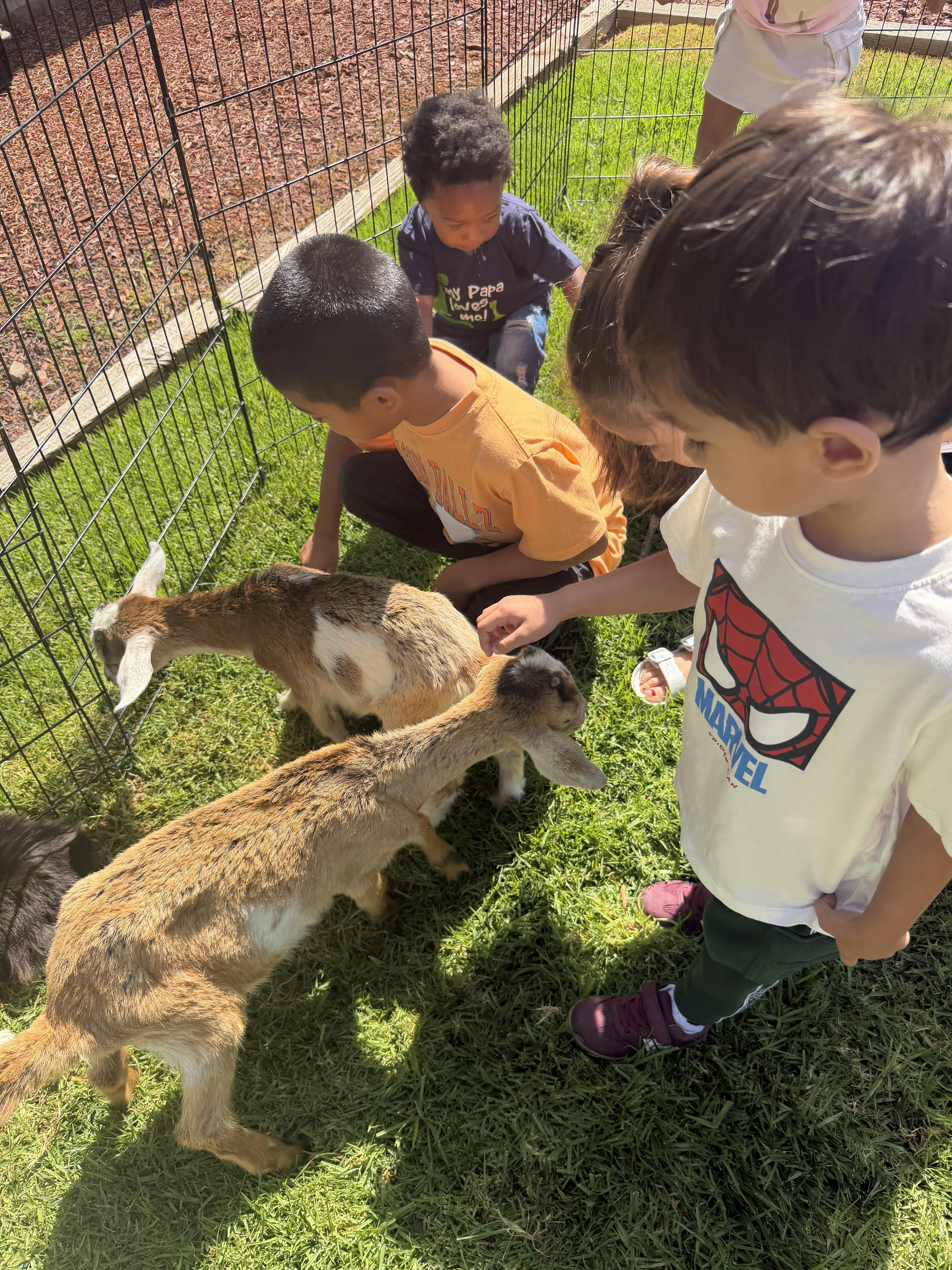 Children touching small goats inside an outdoor enclosure