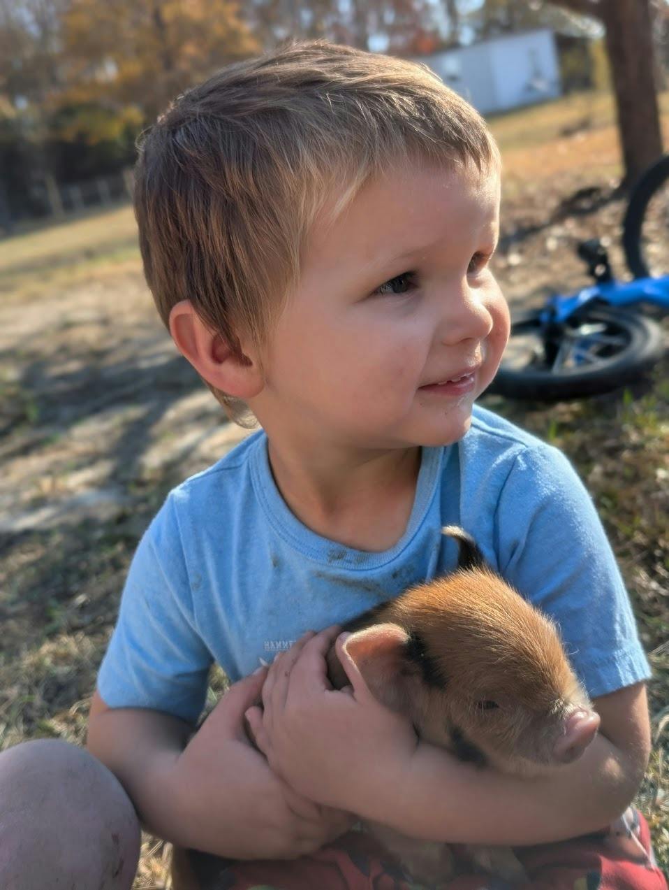 Child holding a small piglet
