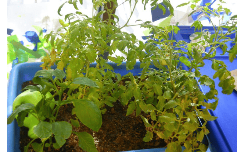 Tomato plants in a blue planter