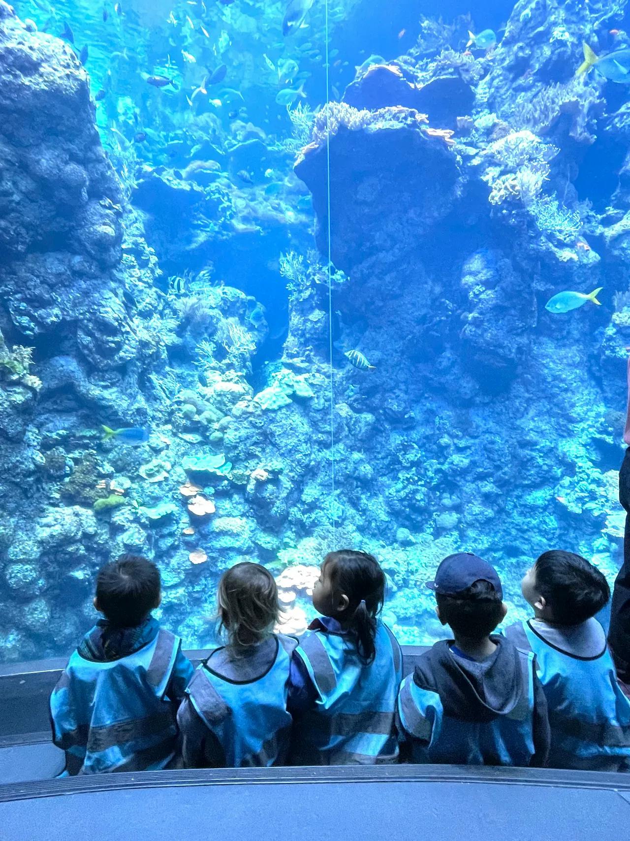 Children looking at fish in a large aquarium