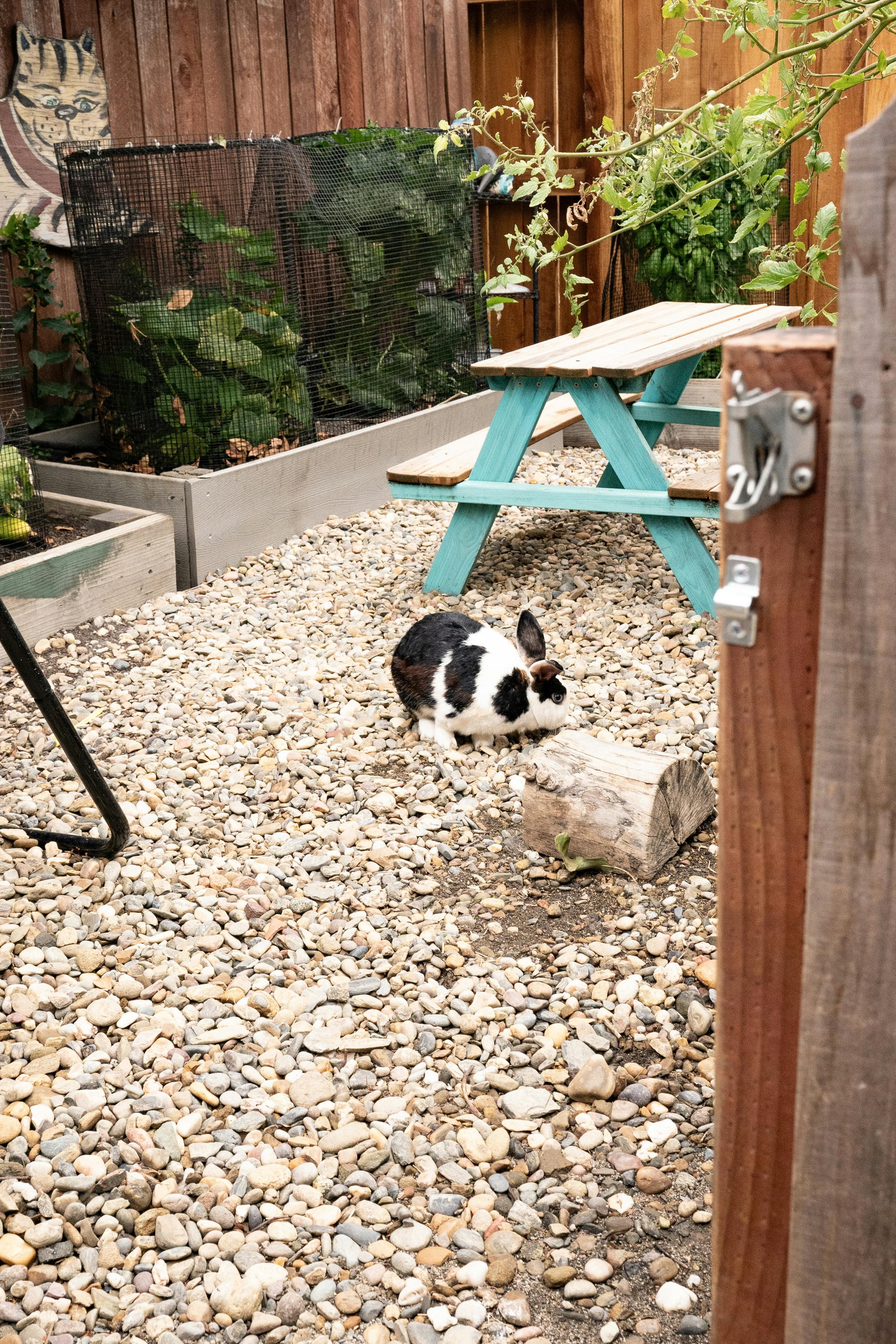 Black and white rabbit on gravel next to a log and picnic table