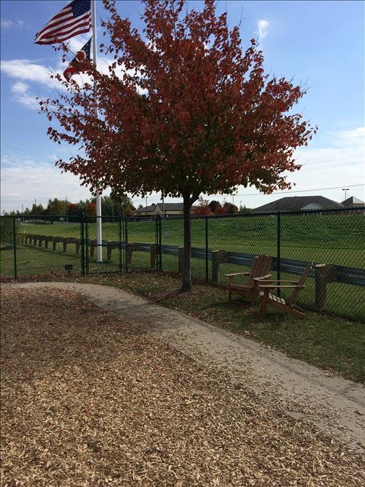 tree with red leaves and an American flag flying above