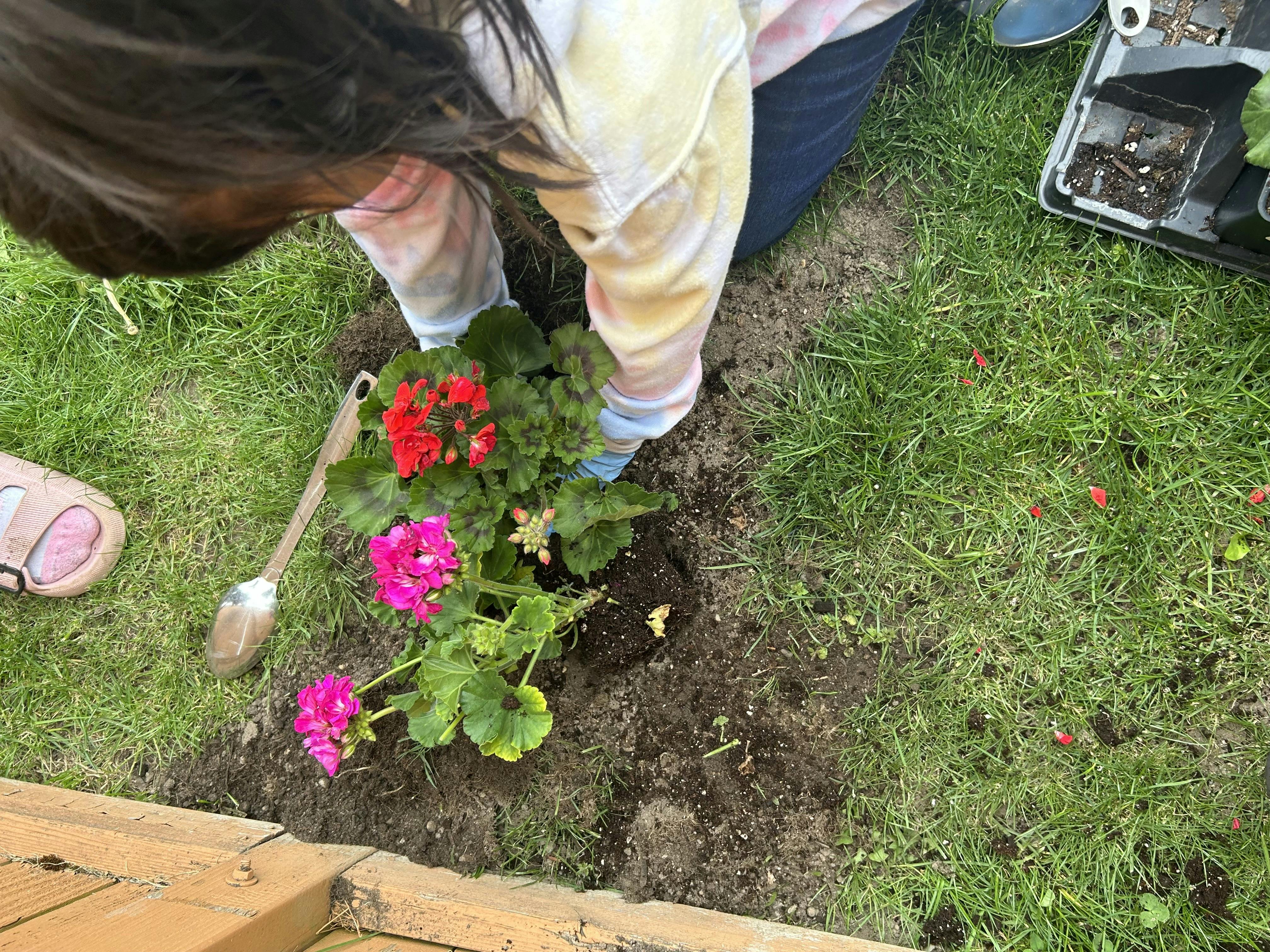 Person planting red and pink flowers in dirt