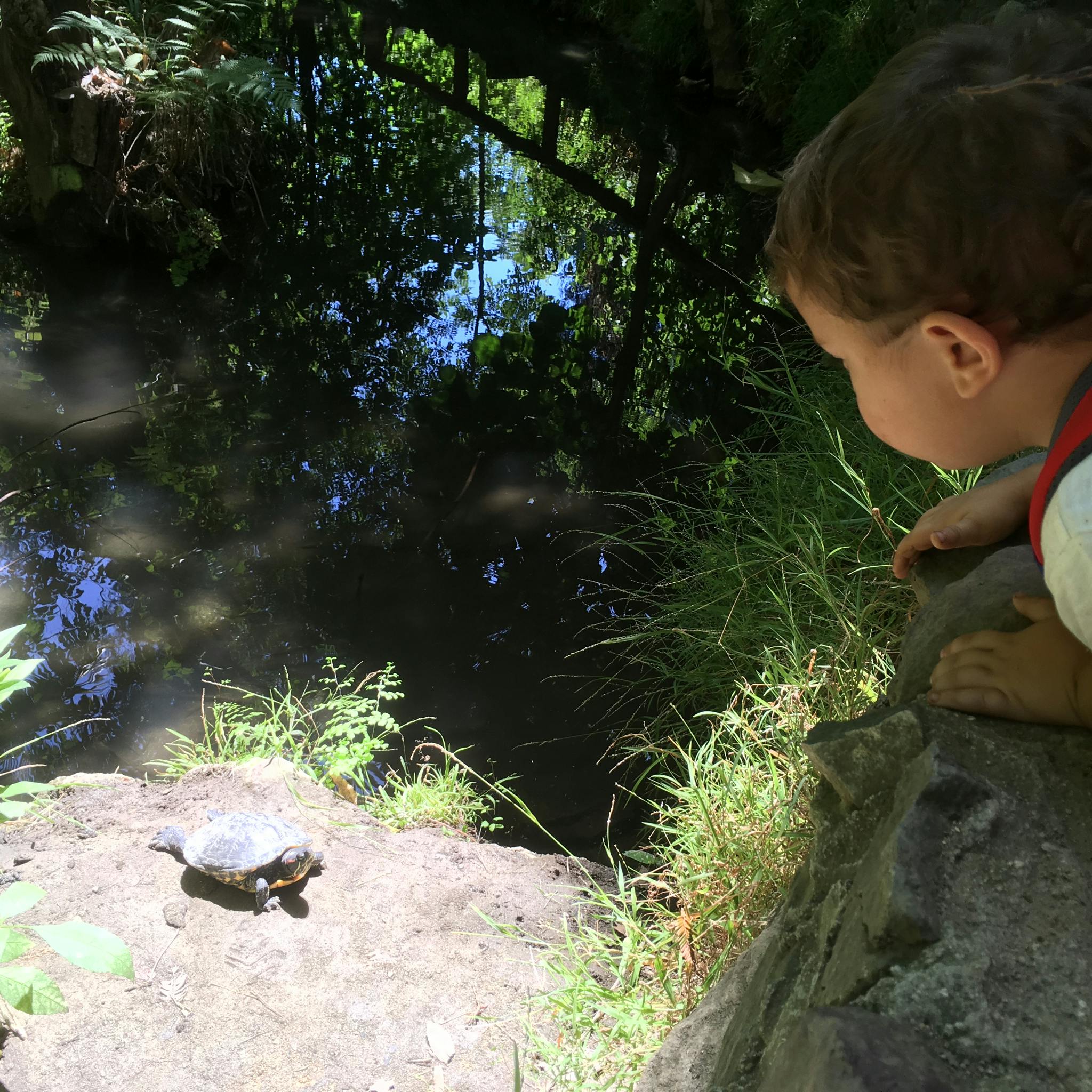 Child looking at a turtle near water