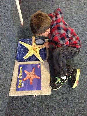 Child looking at a starfish with a magnifying glass