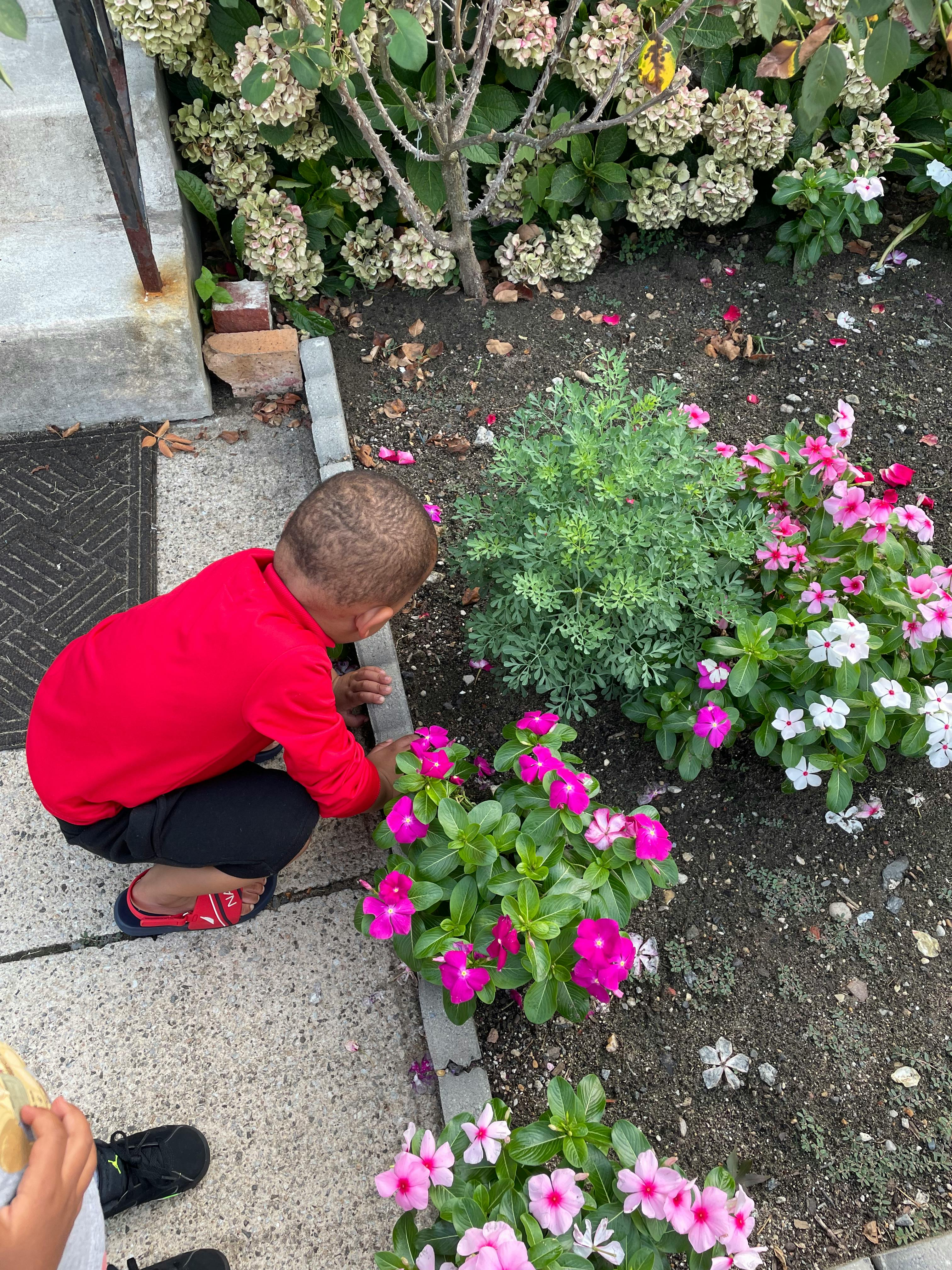 Child in red shirt crouching next to pink flowers