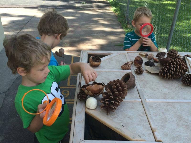 Children examining pinecones and natural objects with magnifying glasses