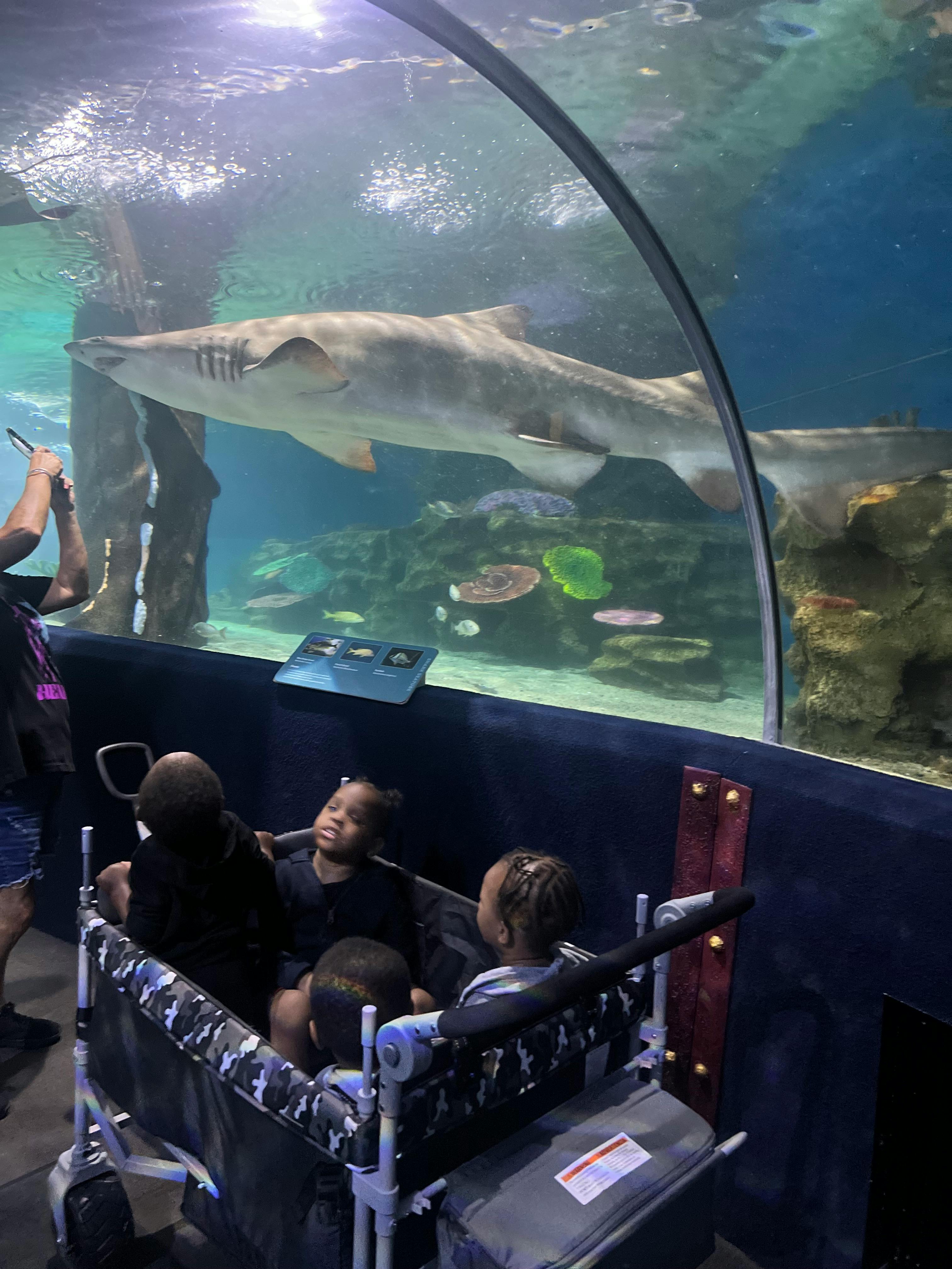Children in a wagon looking at a shark swimming in an aquarium tunnel