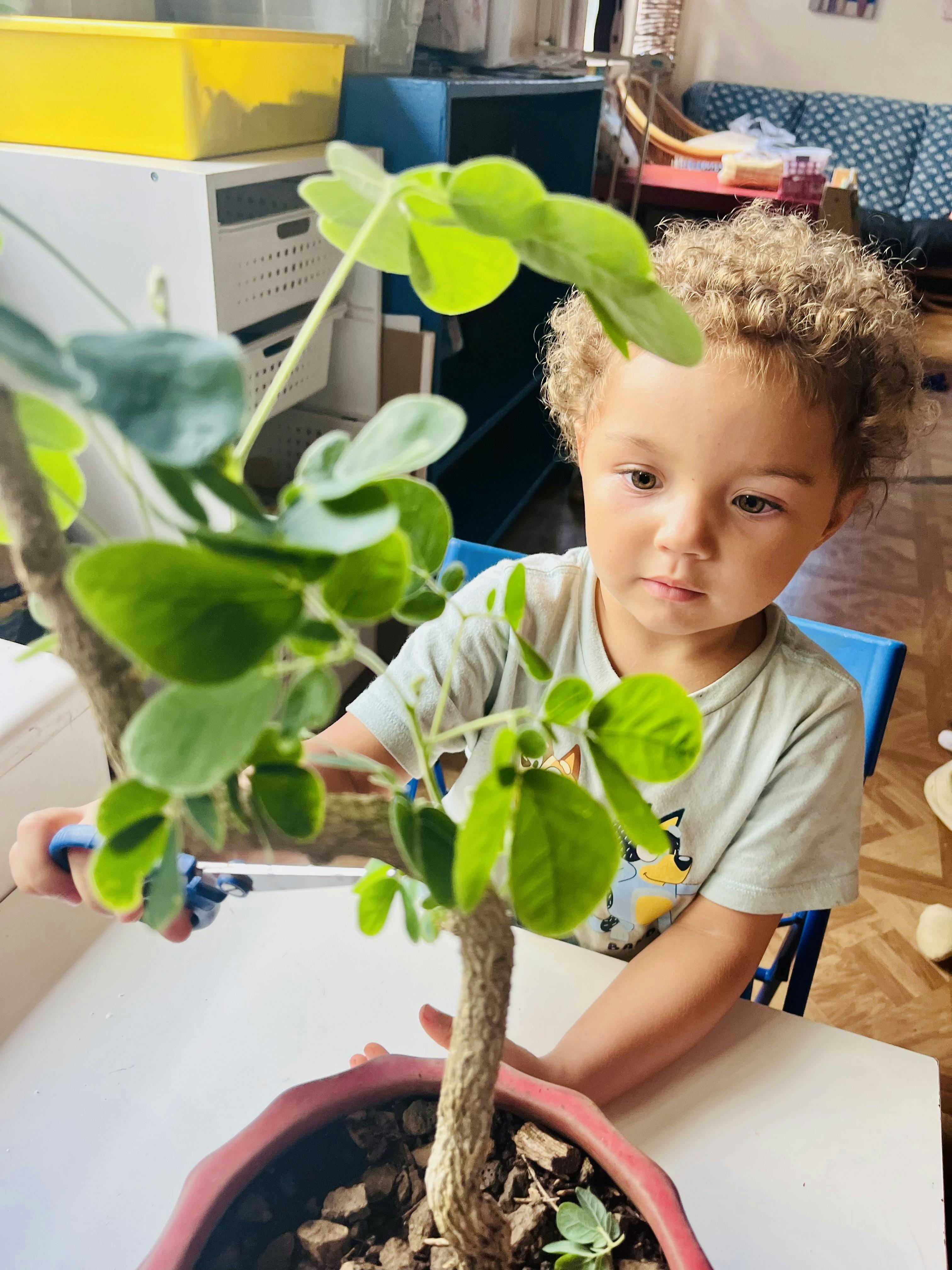Child pruning a small potted plant with scissors