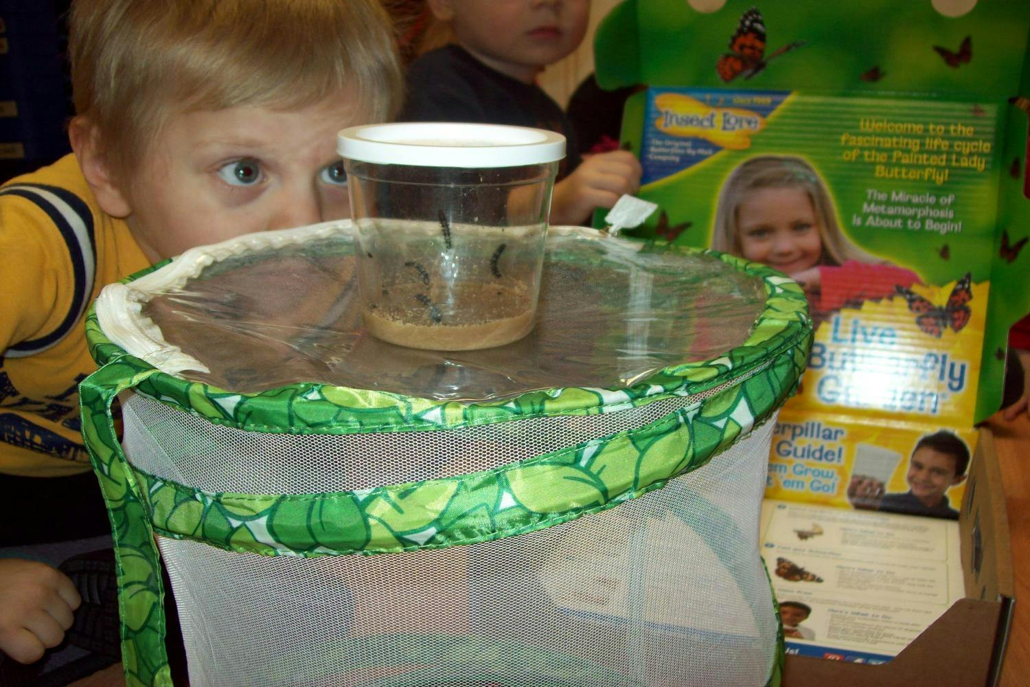 Child looking at caterpillars in a clear container on a butterfly habitat