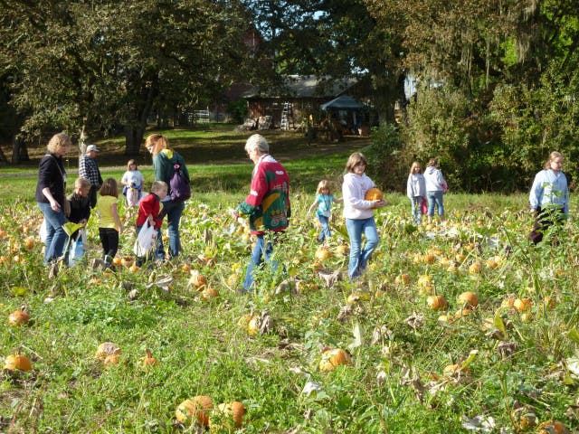 People in a pumpkin patch