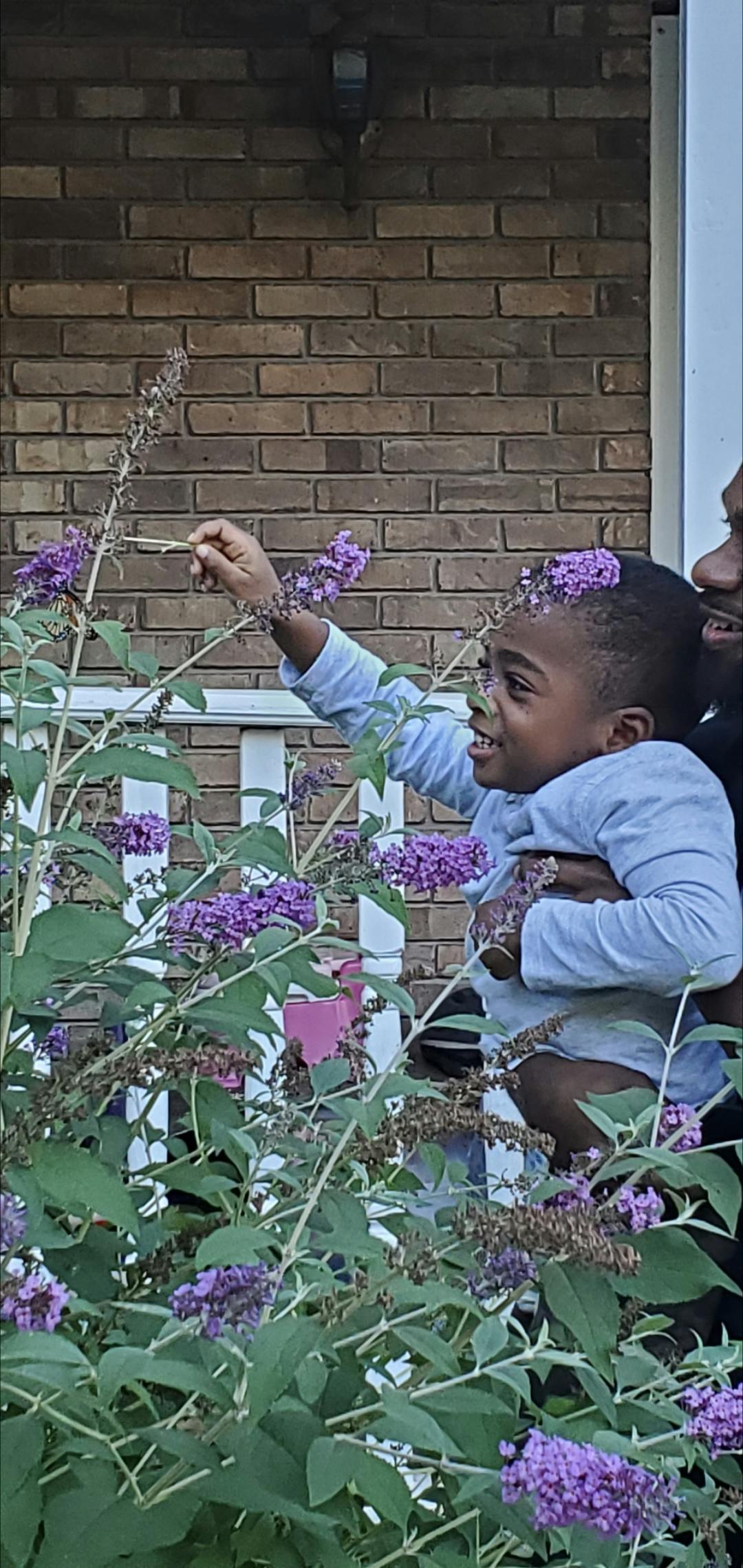 Child reaching for purple flowers on a bush