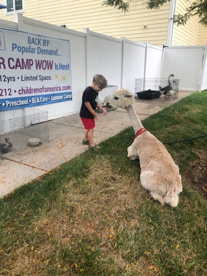 Child interacting with an alpaca on grass
