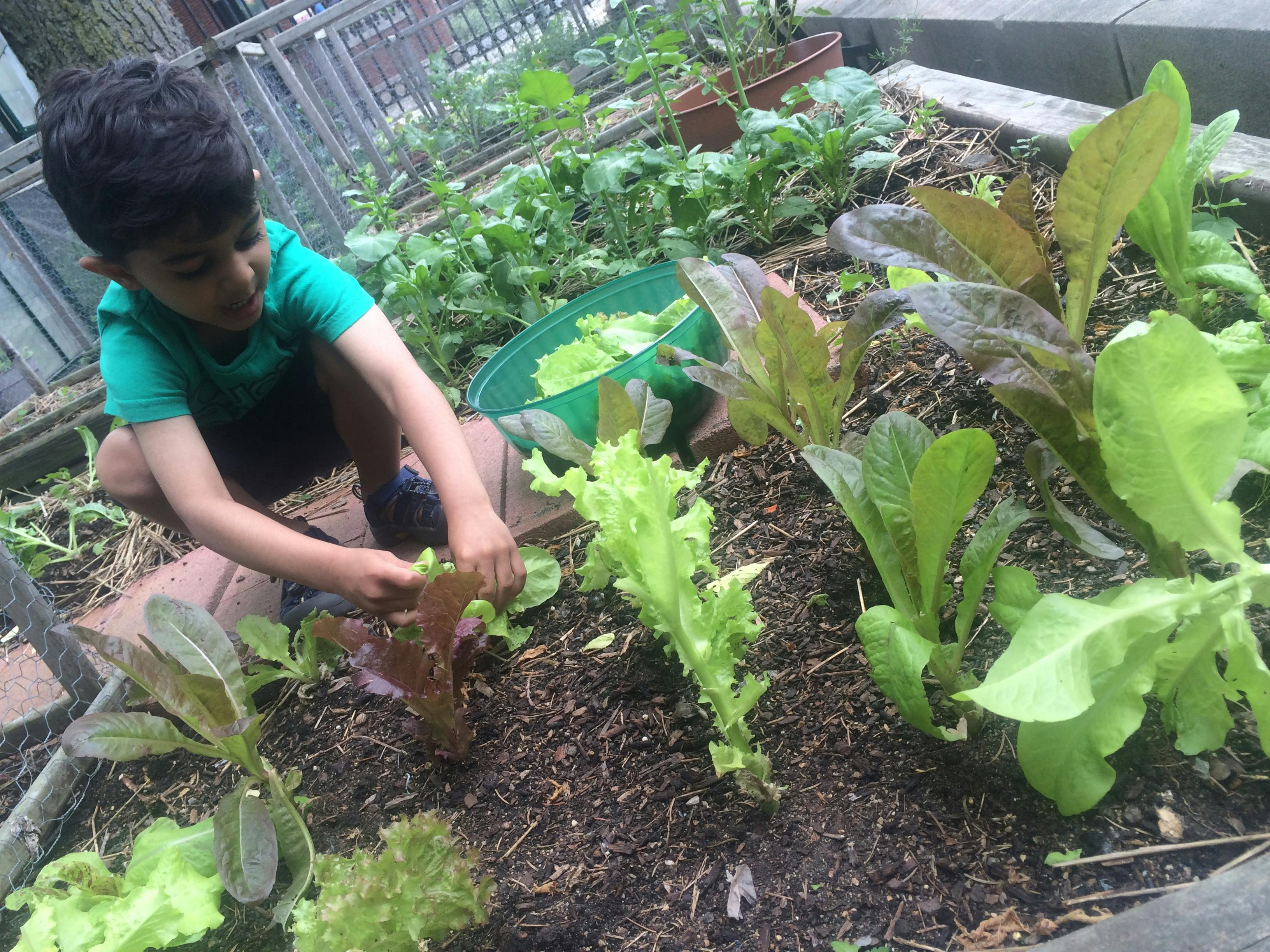Child harvesting lettuce in a garden