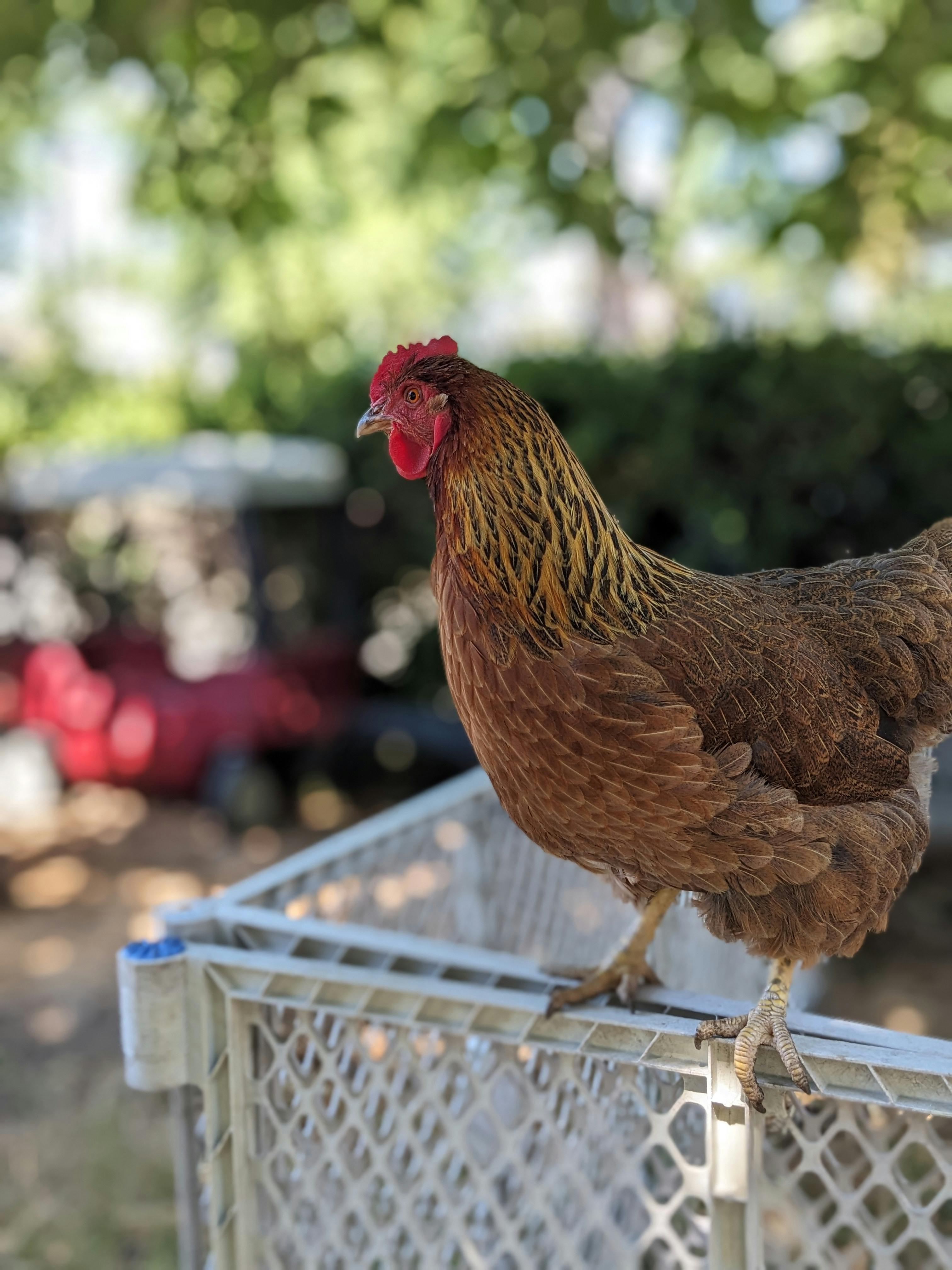 Chicken standing on a plastic fence