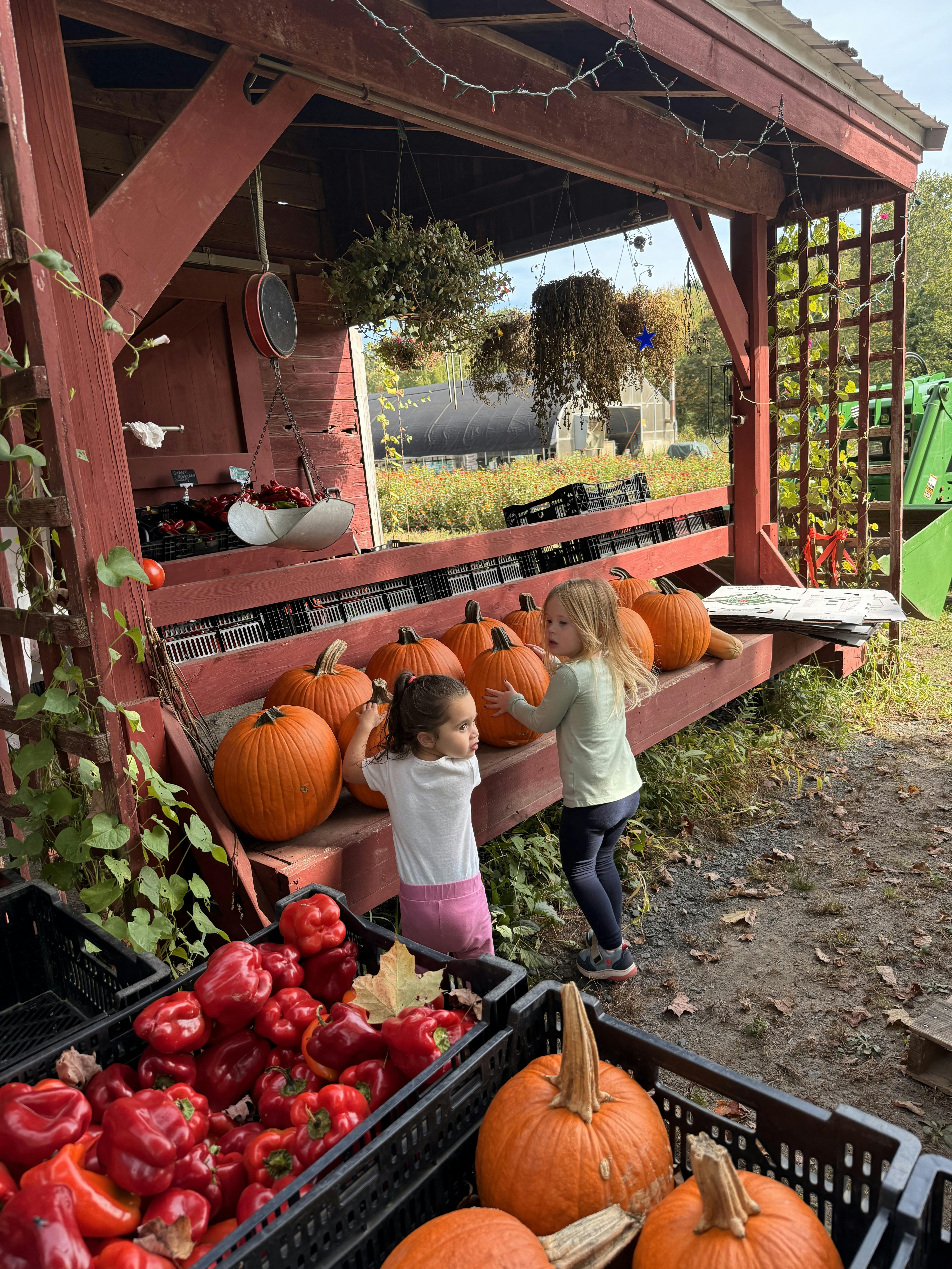 Two children looking at pumpkins on a wooden stand