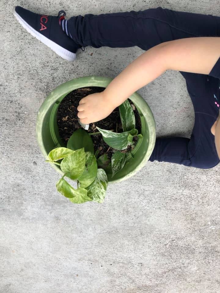 Child's hand in a potted plant