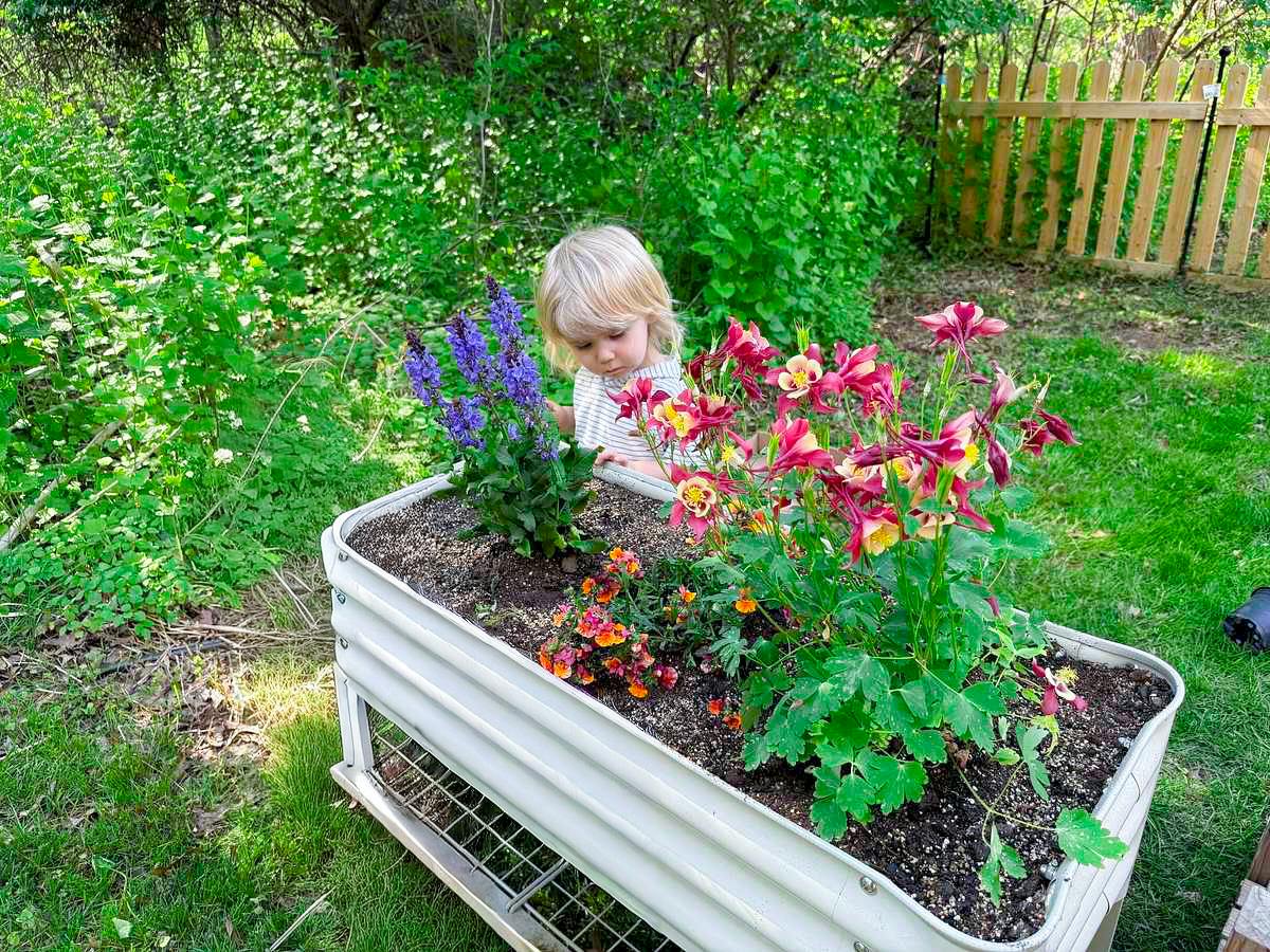 Child looking at flowers in a metal garden planter