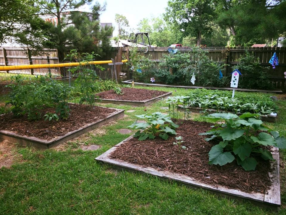 Raised garden beds with plants in a backyard