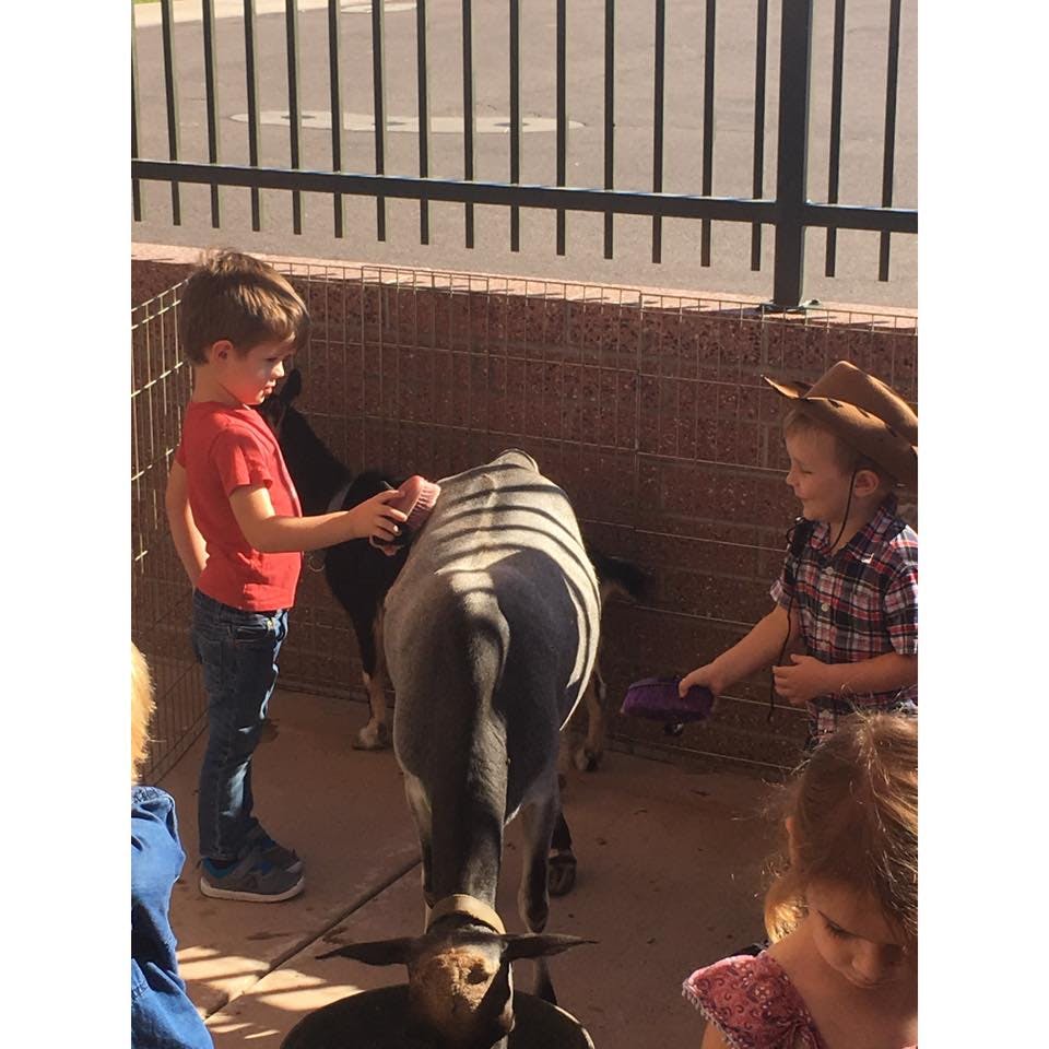 Child petting a goat in an enclosure