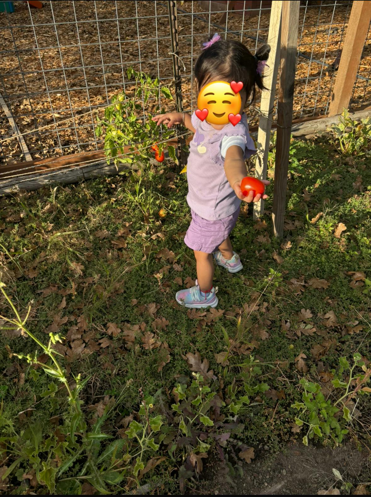 Child holding a tomato in a garden