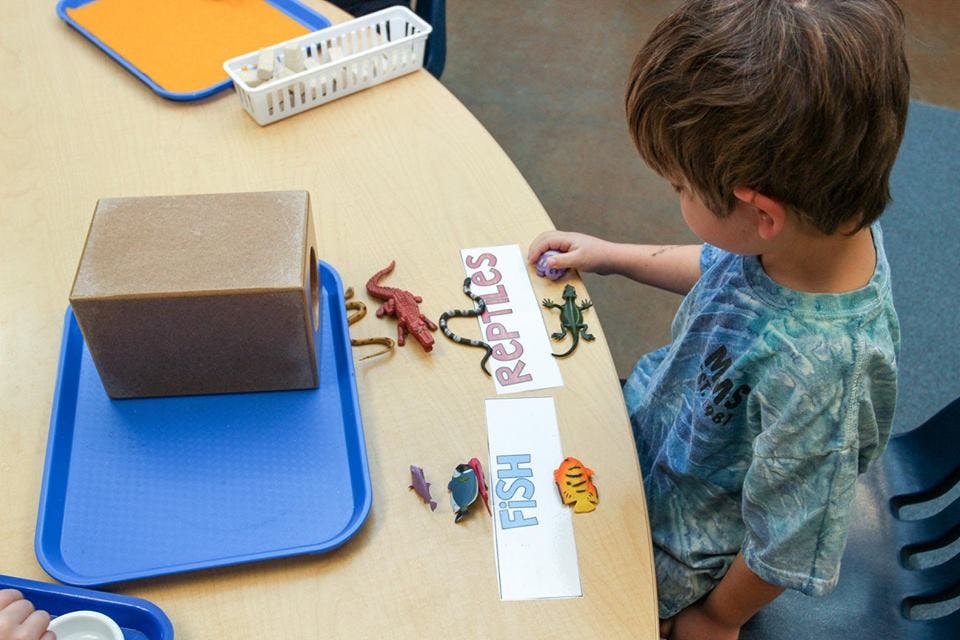 Child sorting animal figures into categories labeled "Reptiles" and "Fish"
