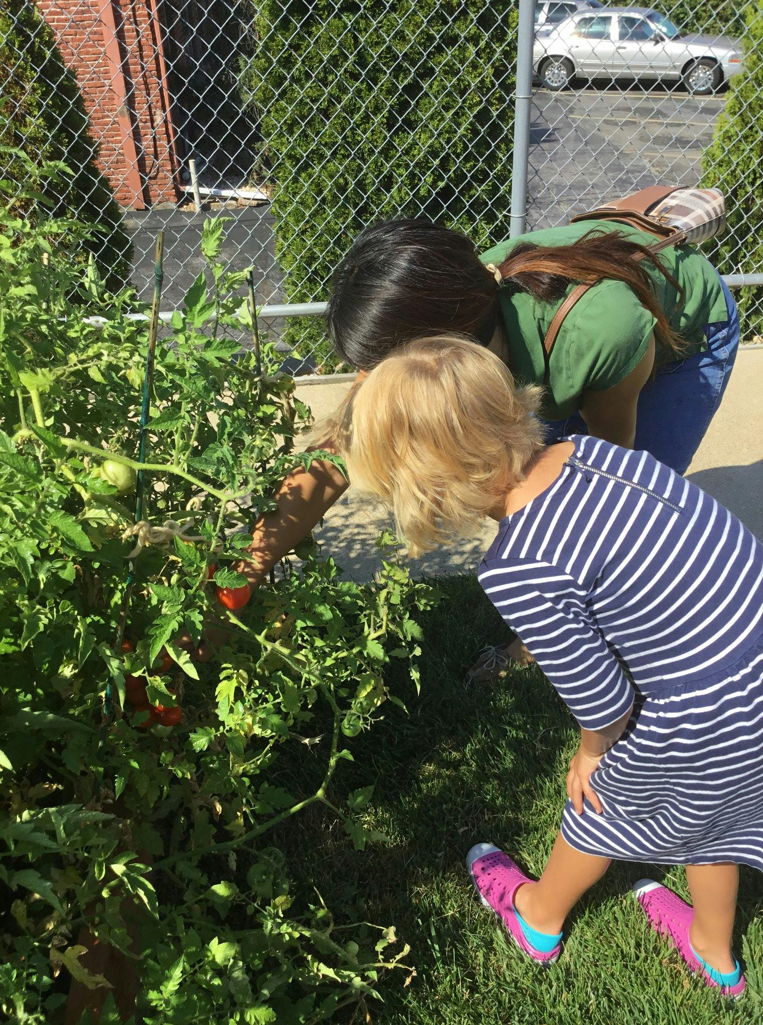 Person and child tending to a tomato plant