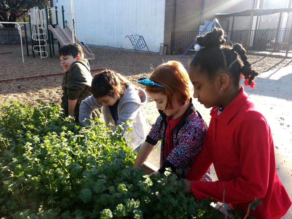 Children tending to plants in a garden