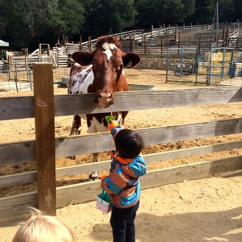 Child feeding a cow through a wooden fence