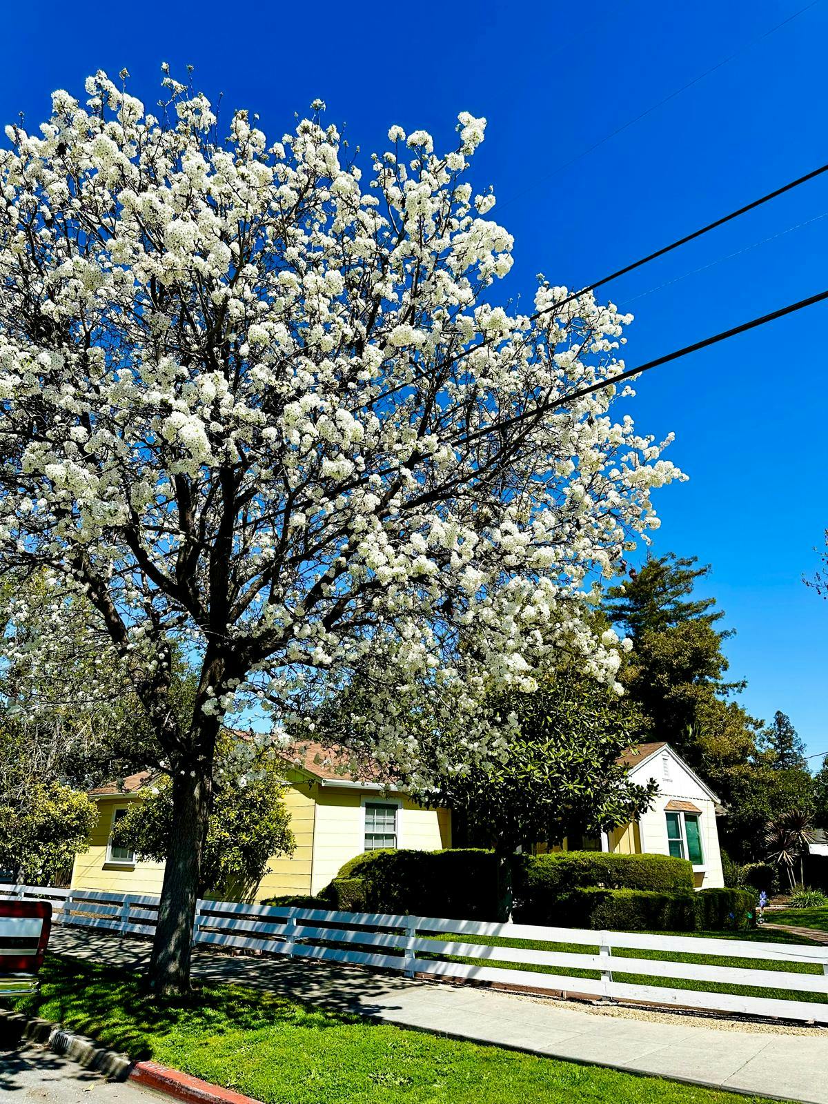 Tree with white blossoms in front of a house