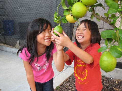 Two children looking at fruit on a tree