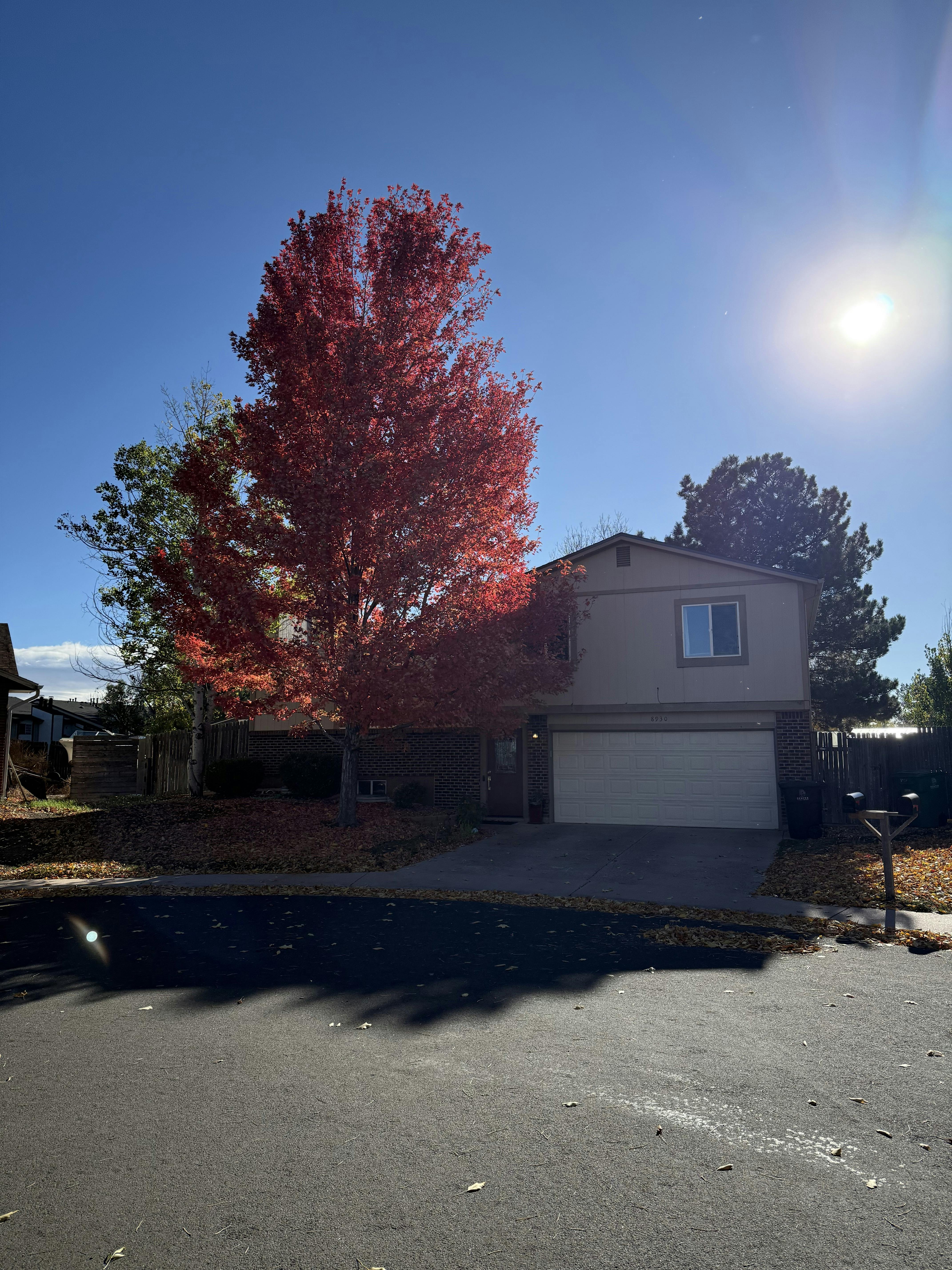 House with a red tree in front