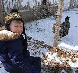 Child in winter coat and hat sitting in snow near a chicken