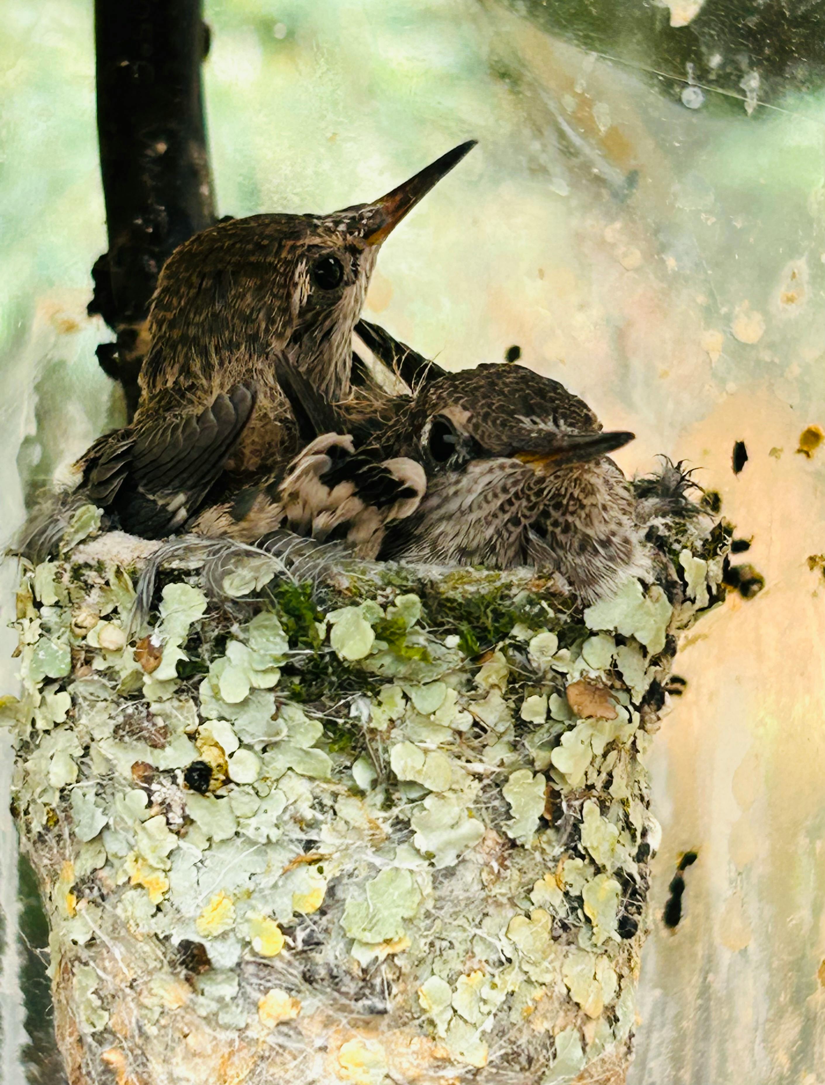 Hummingbird and chicks in a nest