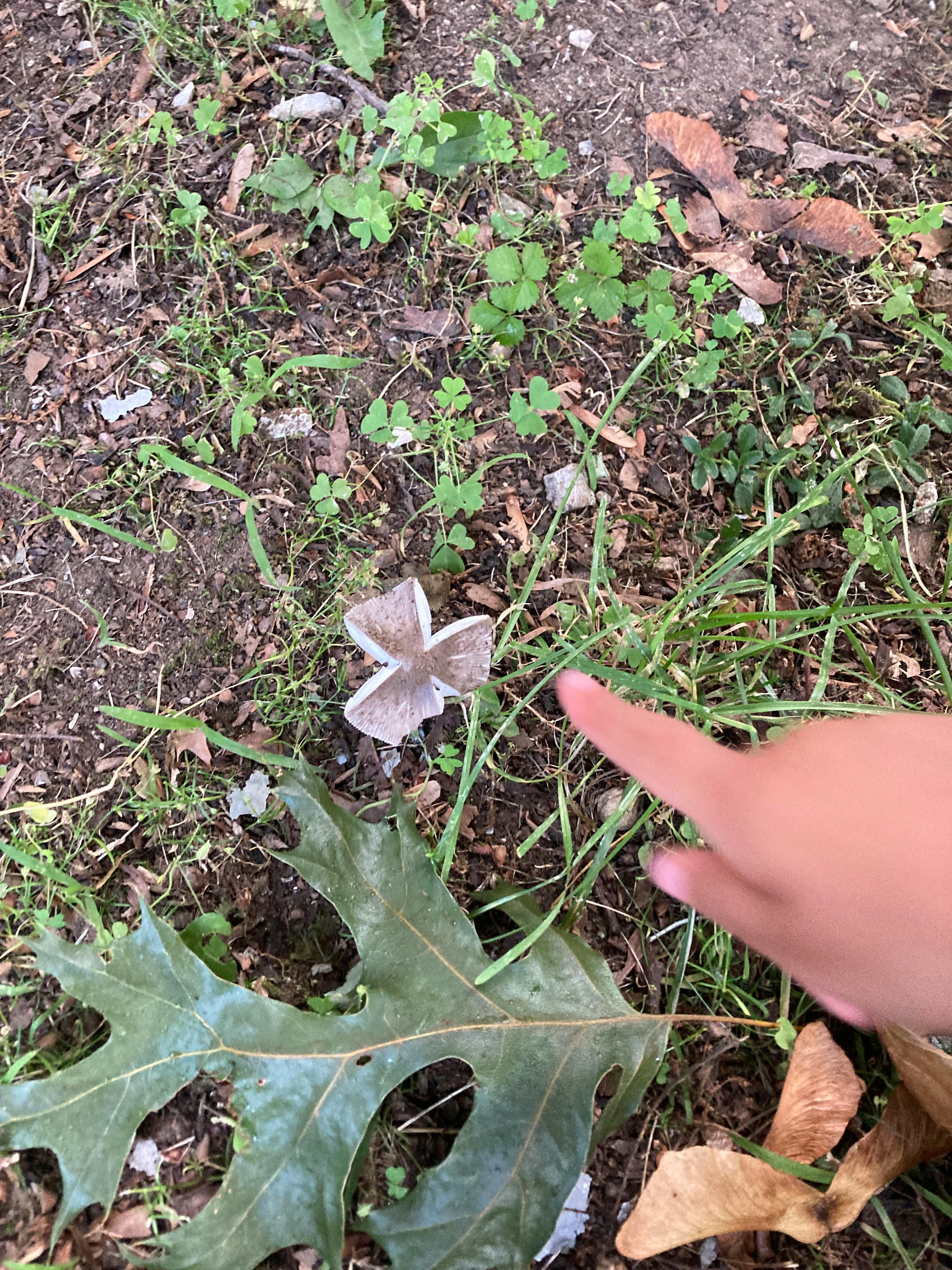 Child's finger pointing at a small white butterfly on the ground