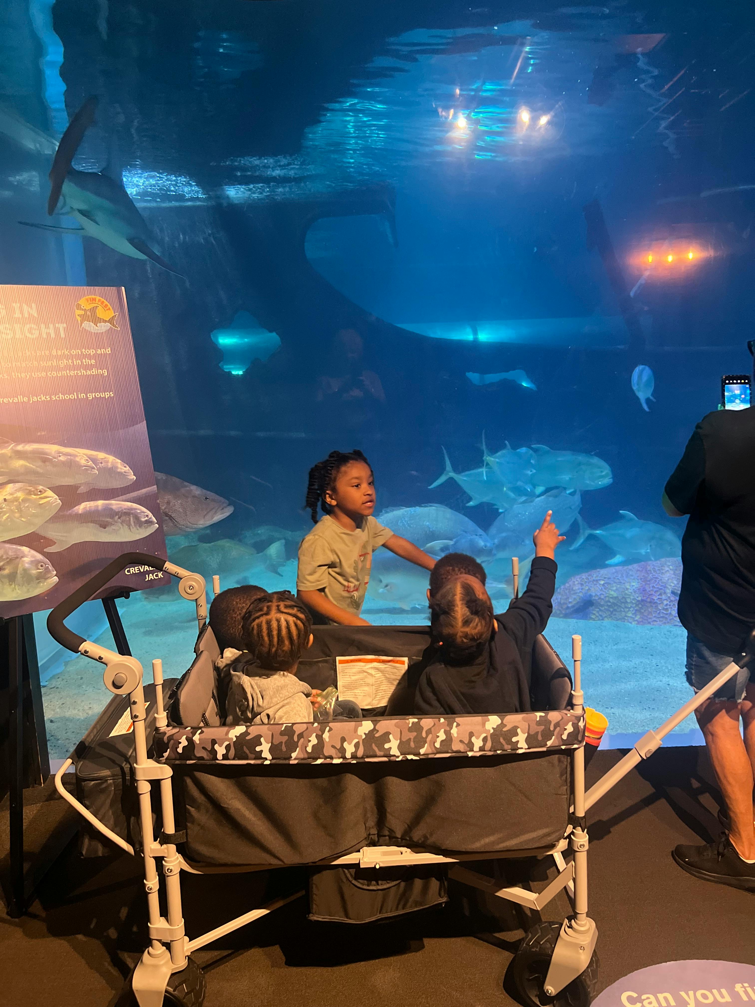 Children in a wagon looking at fish in a large aquarium