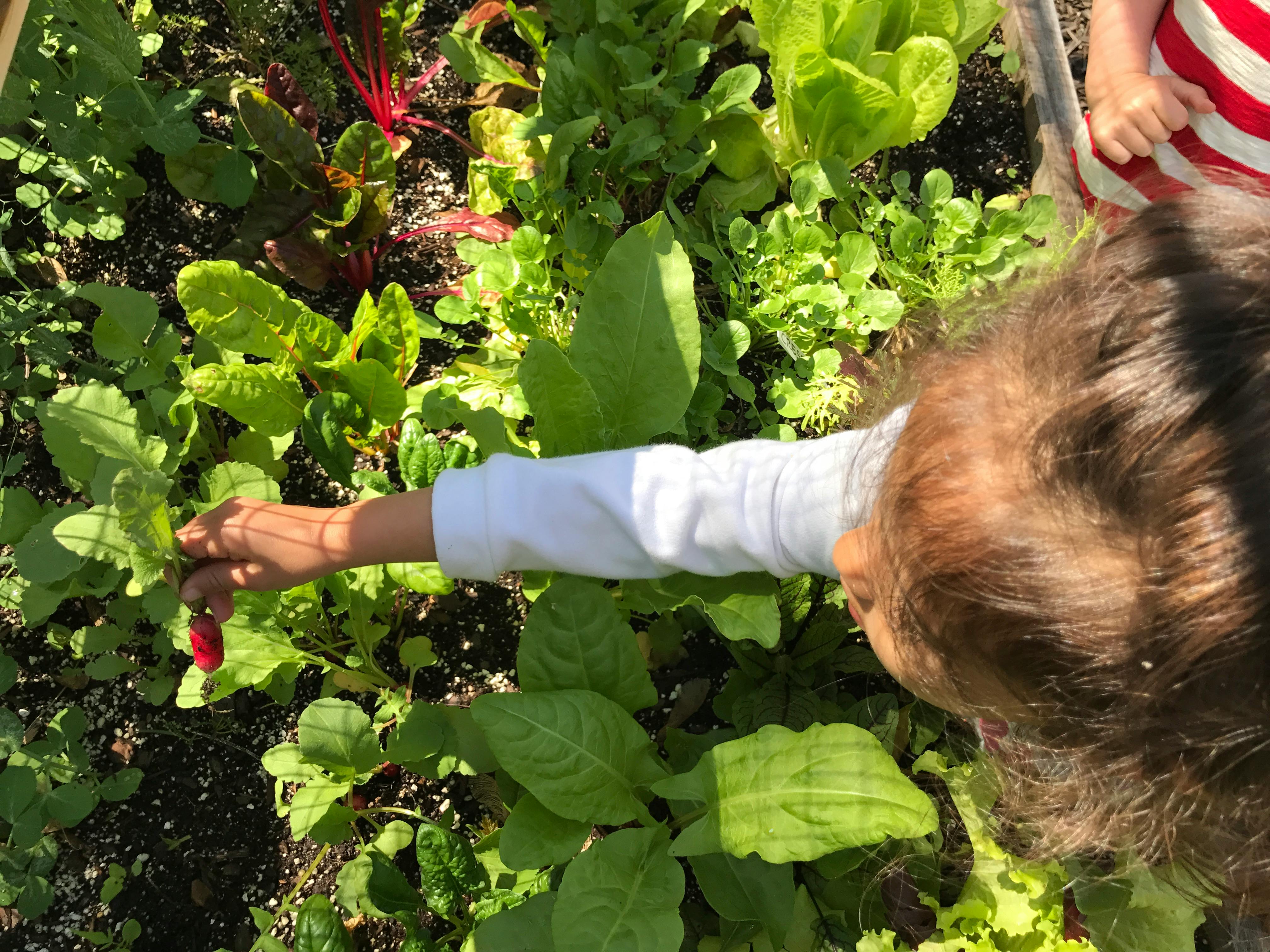 Child reaching for a radish in a vegetable garden