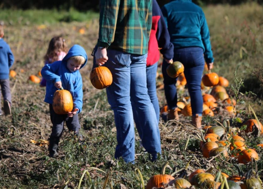 People and a child picking pumpkins in a field