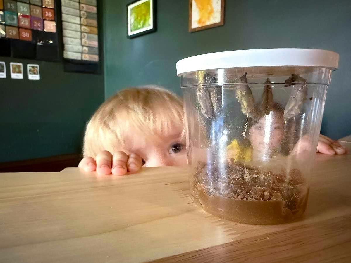 Child looking at butterfly chrysalises inside a plastic container