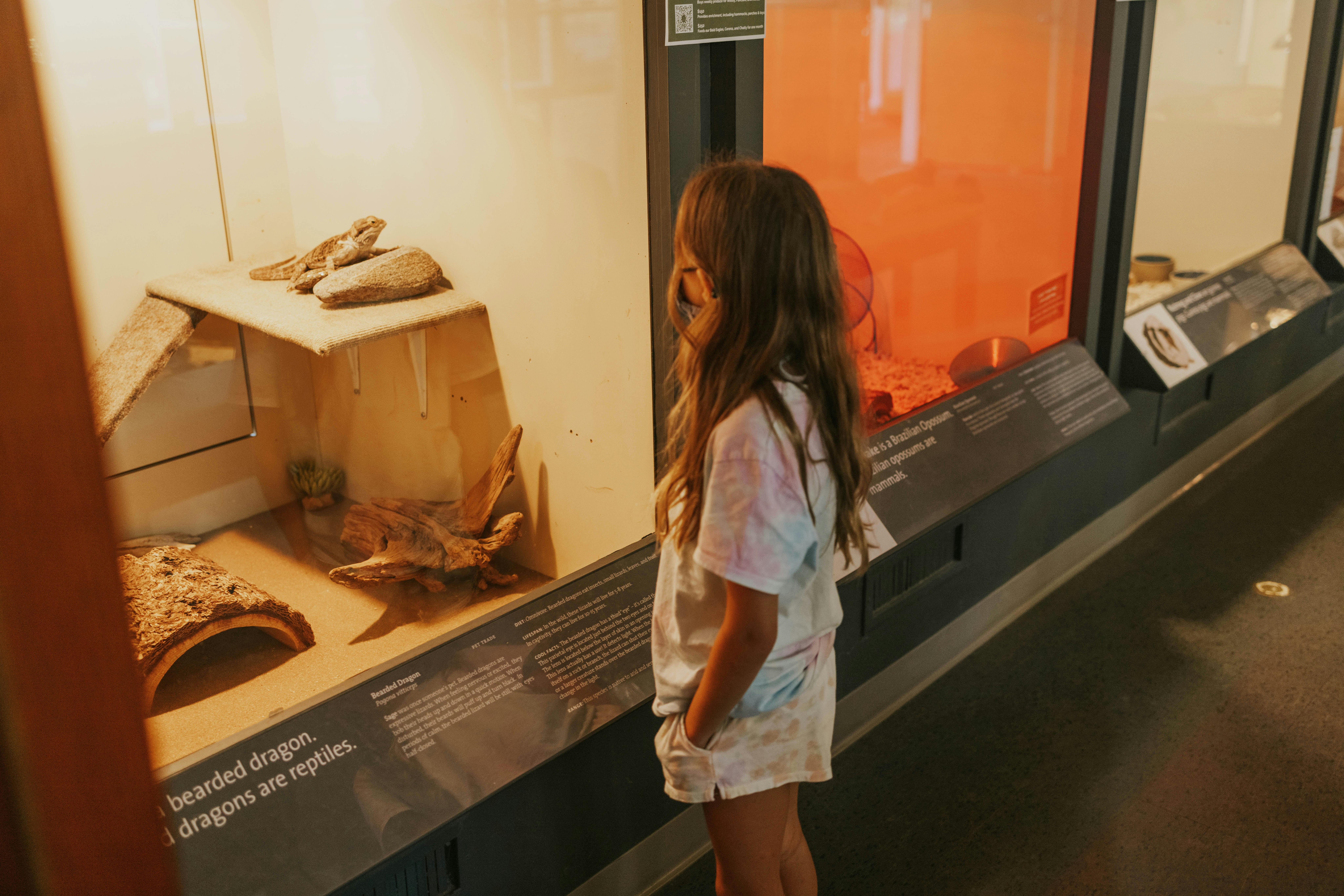 Child looking at a bearded dragon in a glass enclosure