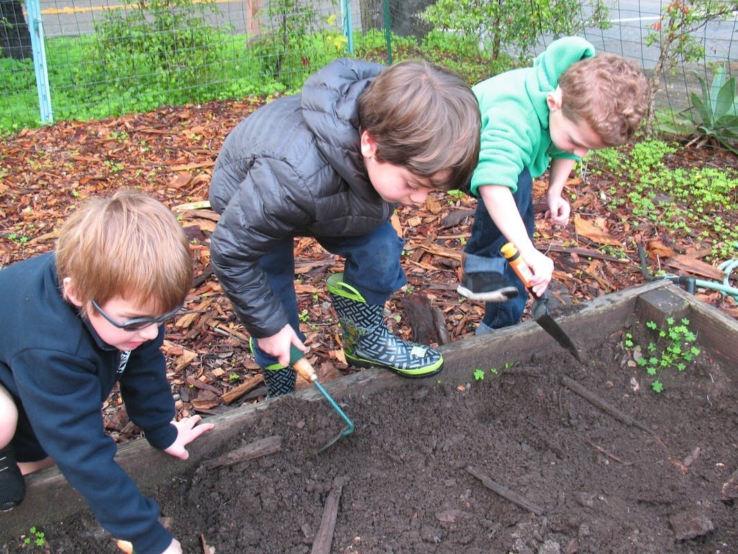 Three children digging in a garden bed with small tools