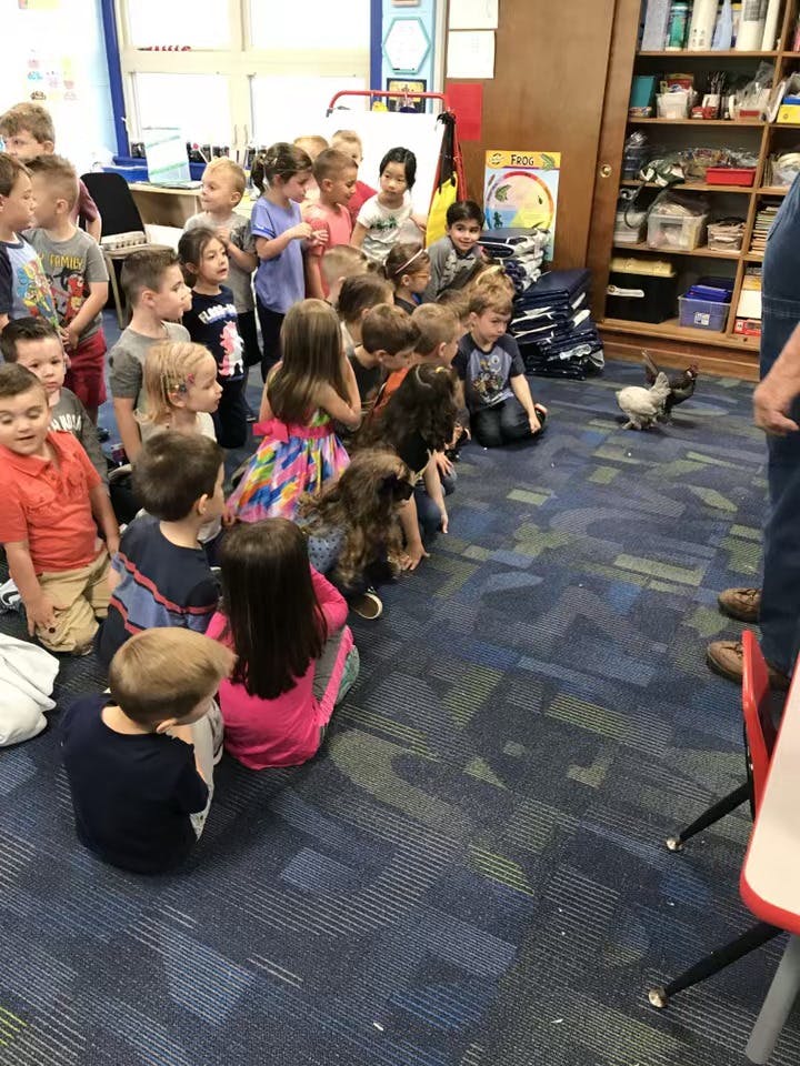 Children watching a chicken in a classroom