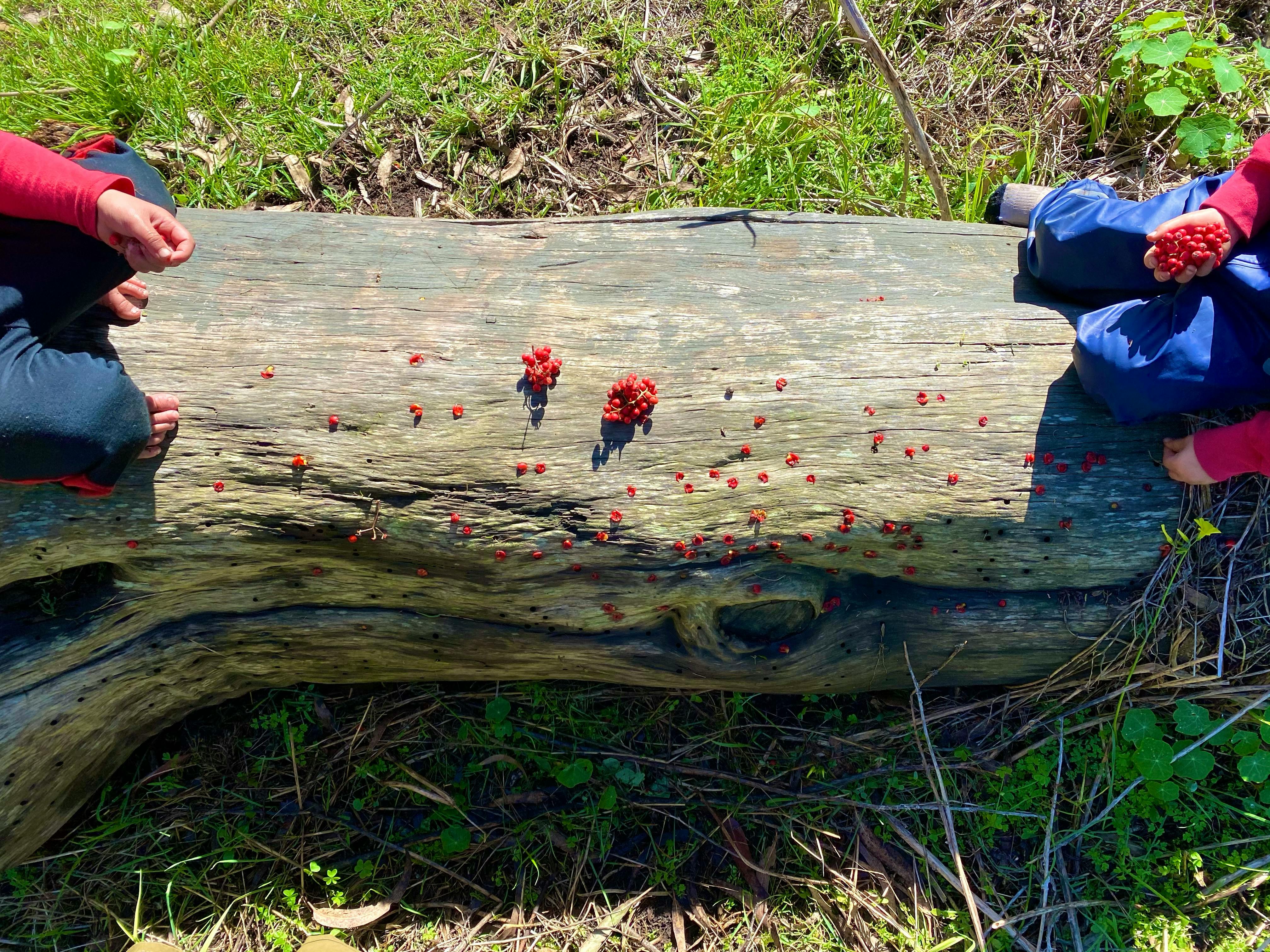 Little Earthlings Forest School - Preschool in San Francisco, CA - Winnie
