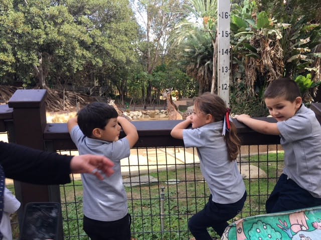 Three children looking over a fence at a zoo