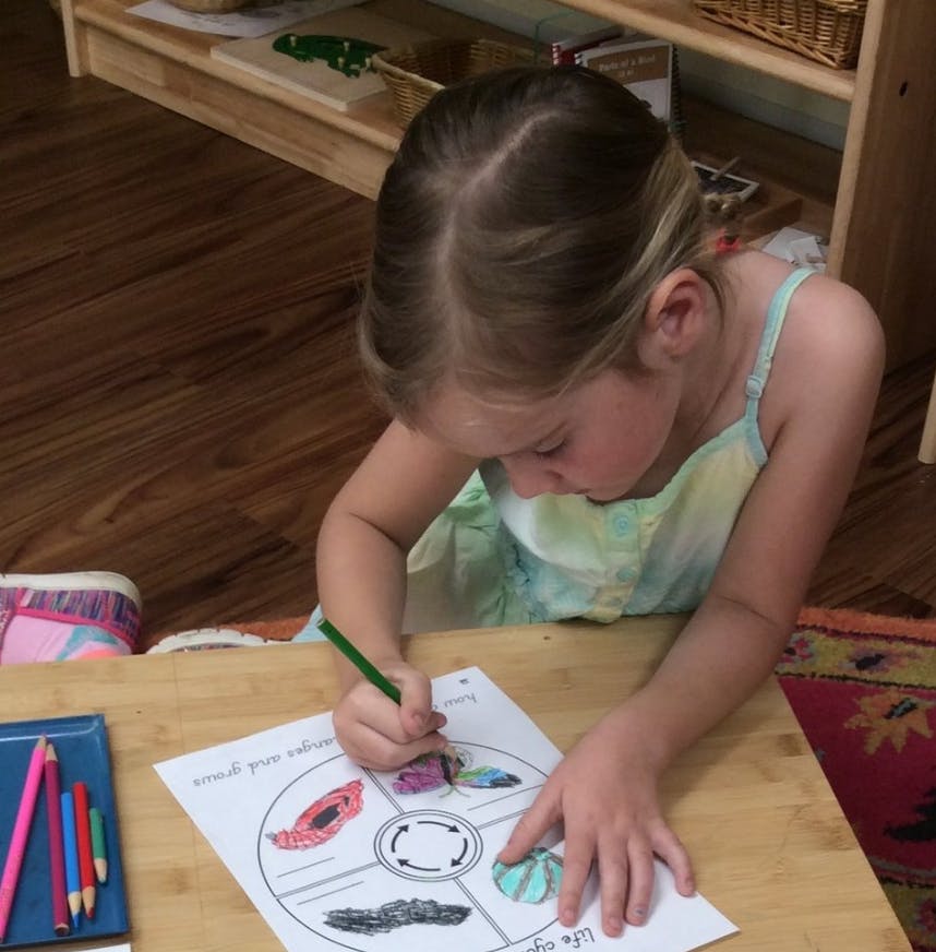 Child coloring a life cycle diagram at a table