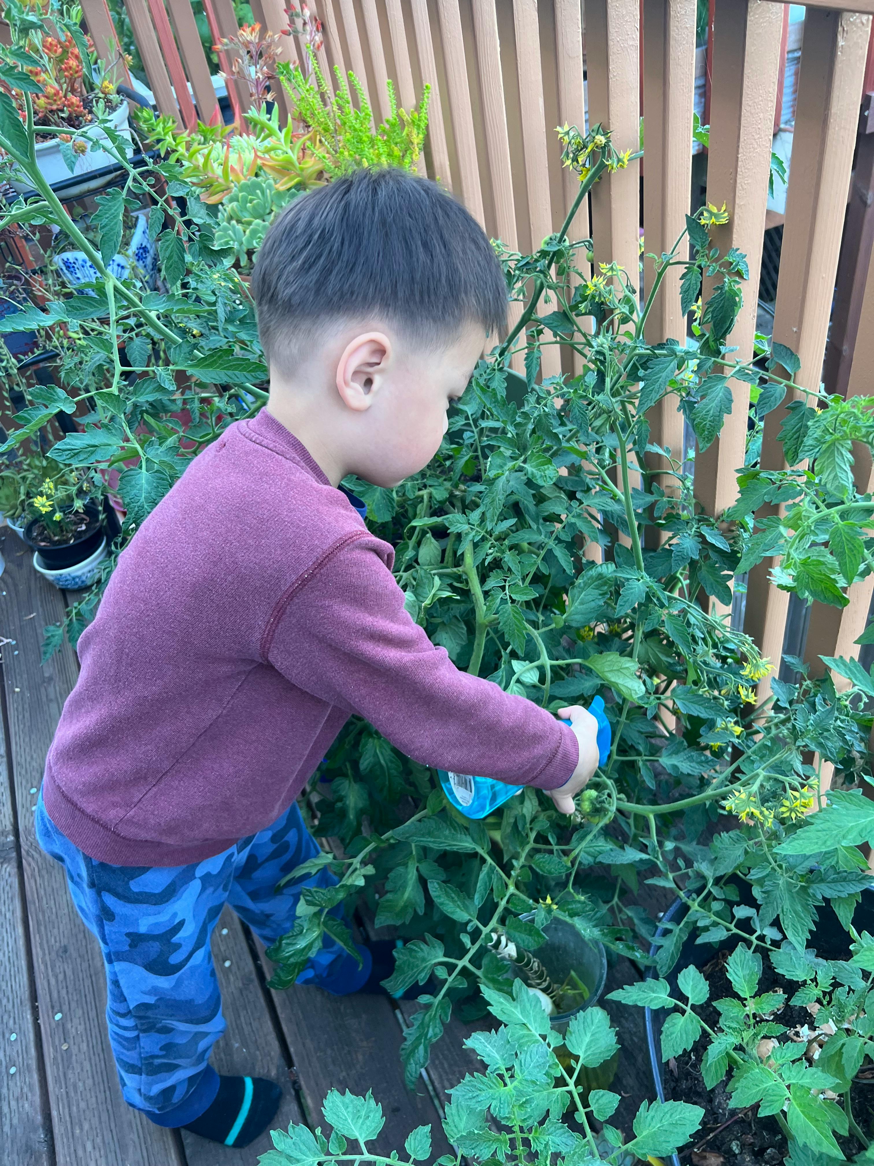 Child tending to a plant