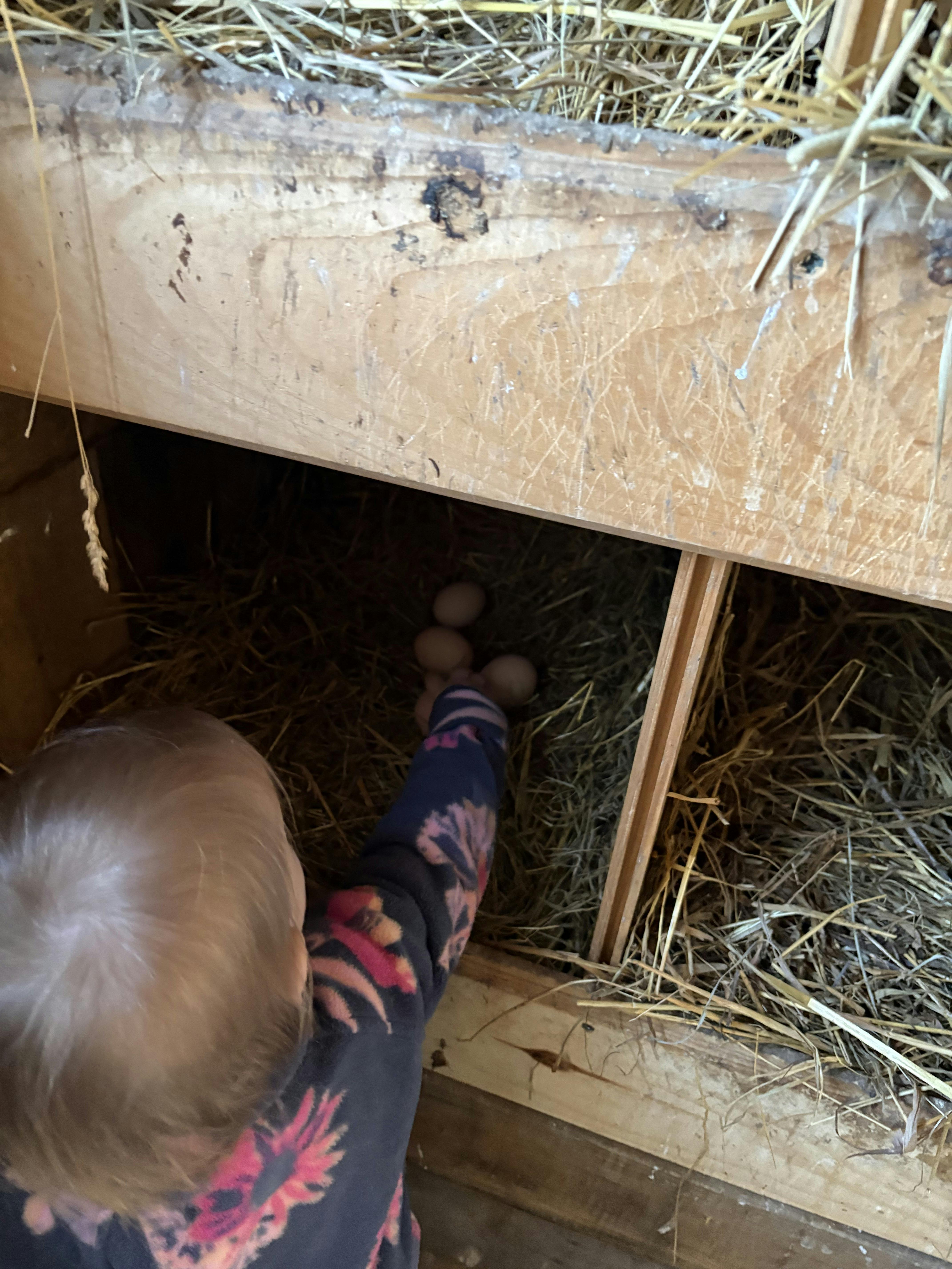 Child reaching into a nesting box with eggs