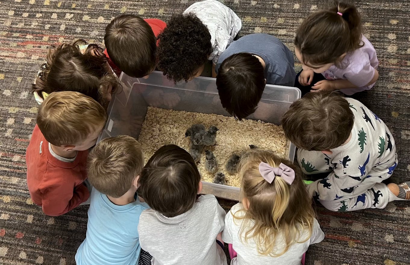 A circle of children looking down at chicks in a container